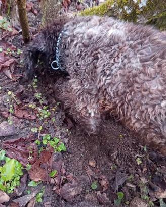 Lagotto romagnolo
