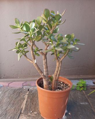 Crassula Ovata