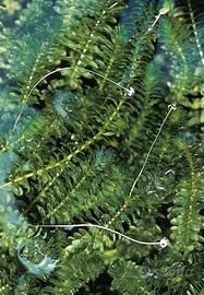 Elodea canadensis - piante acquuatiche