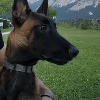 Cucciolona 8 mese Malinois Fulvo Carbonato
