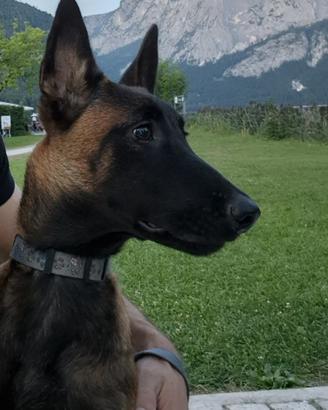 Cucciolona 8 mese Malinois Fulvo Carbonato