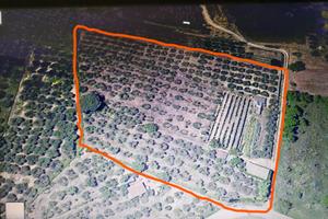 Terreno con olivi in produzione colline toscane