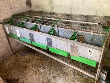 Gabbia Conigli Fattrici