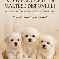 Cuccioli di Maltesi TOY