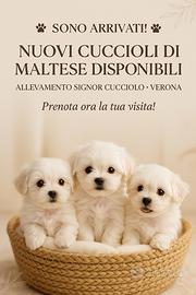 Cuccioli di Maltesi TOY