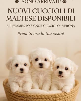 Cuccioli di Maltesi TOY
