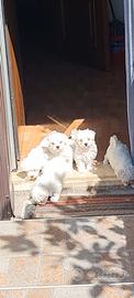 Cuccioli maltese