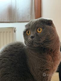 Scottish fold