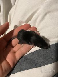 Cuccioli di ratti da compagnia