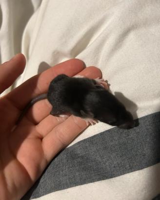 Cuccioli di ratti da compagnia