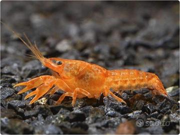 Cambarellus arancione, nano gambero per acquario