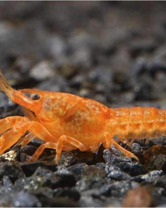 Cambarellus arancione, nano gambero per acquario