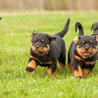 Rottweiler cuccioli