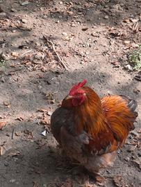 Gallo incrocio cocincina