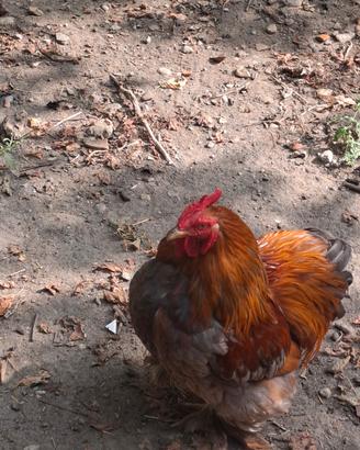Gallo incrocio cocincina