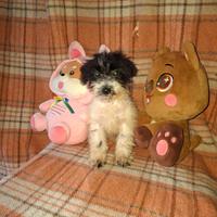 Cucciola di barboncino toy