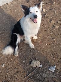 Border collie 3 femminuccie purissime