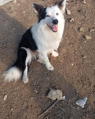 Border collie 3 femminuccie purissime