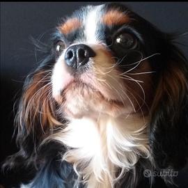 Cavalier king c. s. disponibile per monta