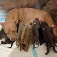 Stupenda cucciolata Pitbull in standard UKC