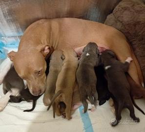 Stupenda cucciolata Pitbull in standard UKC