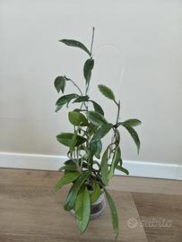 pianta hoya AH074 silver edges