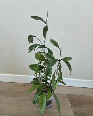 pianta hoya AH074 silver edges