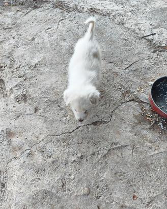 Cucciole pastore maremmano abruzzese
