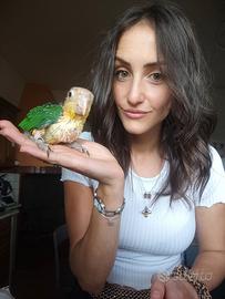 Caicco testa arancio maschio