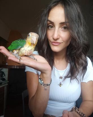 Caicco testa arancio maschio