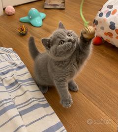 Ultimo cucciolo British Shorthair