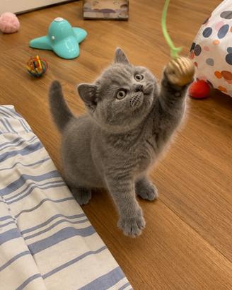 Ultimo cucciolo British Shorthair