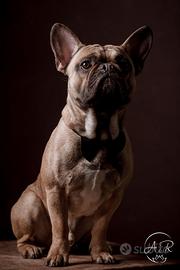 Bulldog francese disponibile per monta
