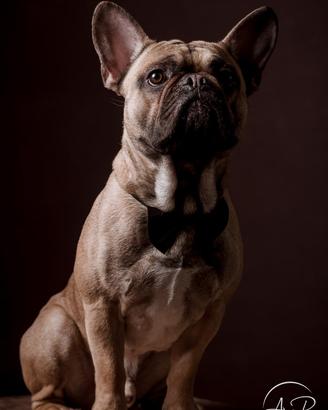 Bulldog francese disponibile per monta