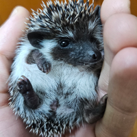 Cuccioli riccio africano