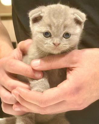 Cuccioli British Shorthair e Scottish fold