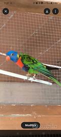 Pappagallo lori arcobaleno con gabbia e cites