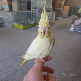 Calopsite allevate a mano