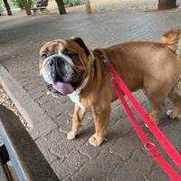 Bulldog inglese per monta