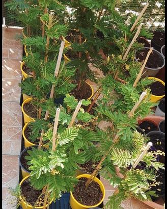 mimosa 
