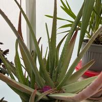 Aloe vera