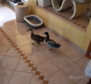 Oche di razza Germani reale