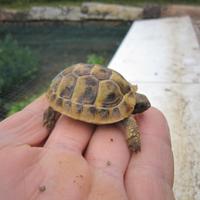 Tartarughe di terra THB