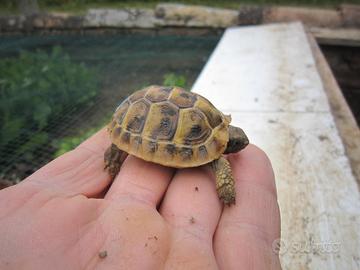 Tartarughe di terra THB