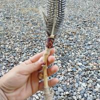 ventaglio smudge vere piume e legno