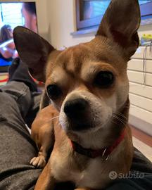 Sono un maschio di chihuahua da monta