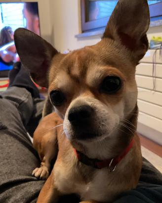 Sono un maschio di chihuahua da monta