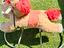 Immagine 2