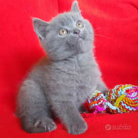 Cuccioli Scottish fold, Scottish straight