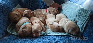 Labrador Retriever Cuccioli